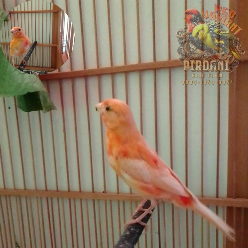 Burung Kenari Merah Lokal PAUD/MUTASI