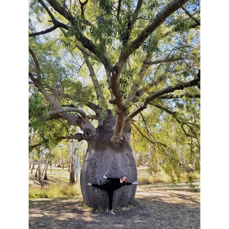 Brachychiton Rupestris/ Queensland Bottle Tree/ Pohon Botol Queensland