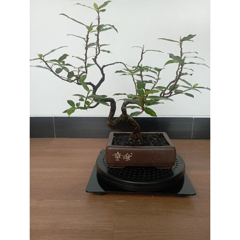 bonsai loa