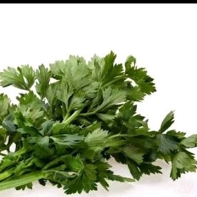 

saledri sayur 100gr