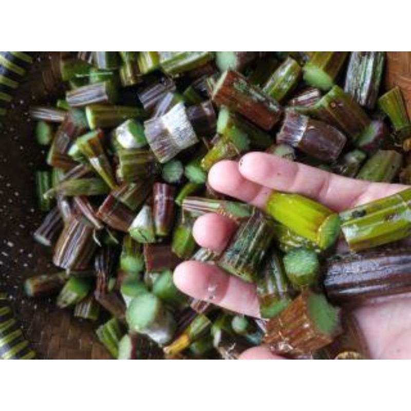 BONGGOL ANGGREK MERPATI SEGAR 500 GRAM / BONGGOL ANGGREK MERPATI OBAT HERBAL