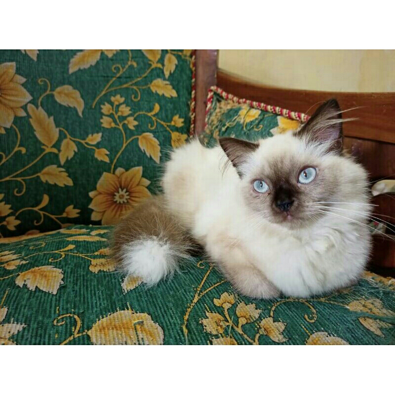 [REKBER] Kucing Persia Himalaya Jantan
