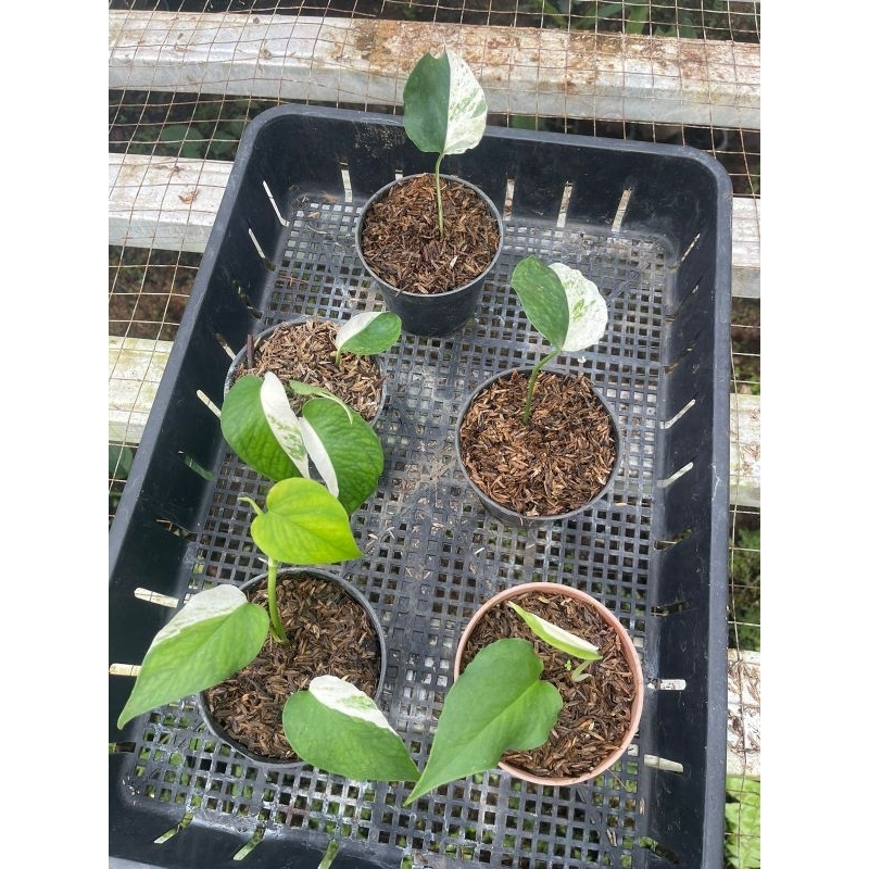 epipremnum Cebublue Varigata