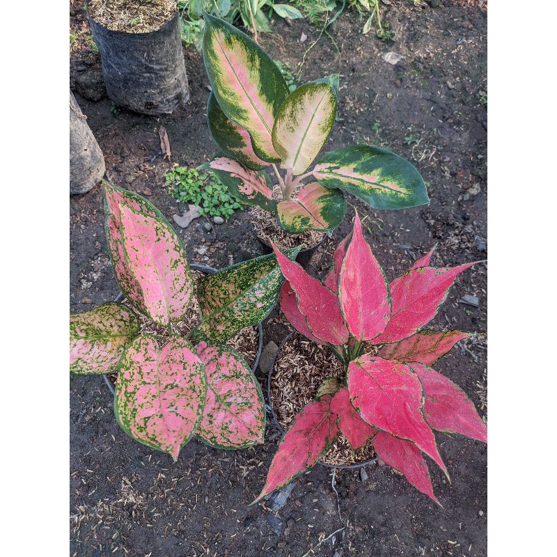 Paket Red Garuda / Rubi super pink / Kocin Kuning