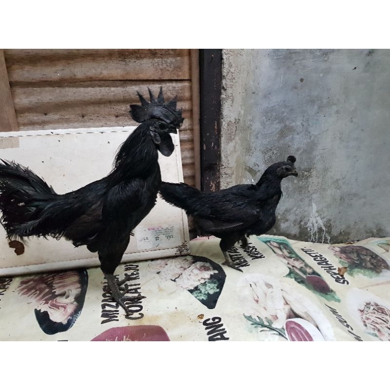 Ayam Cemani Lidah Hitam