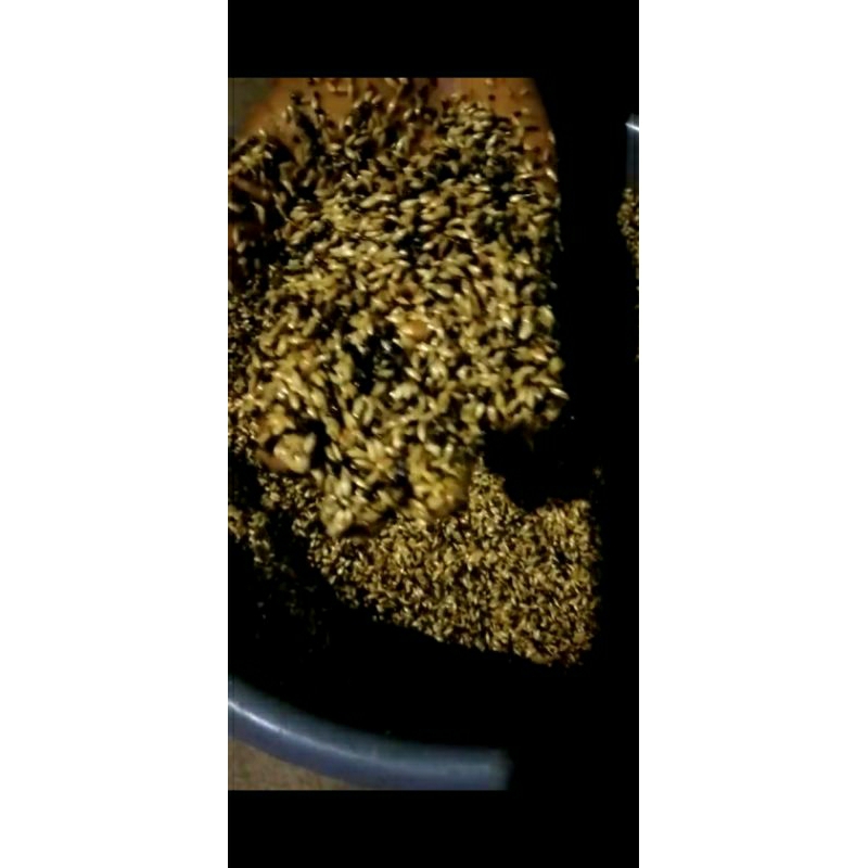 

PROMO250grampakanracikanburungkenari