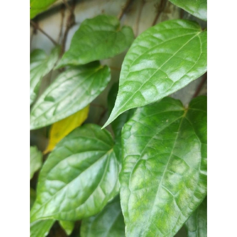 

Daun sereh segar order langsung petik berkhasiat