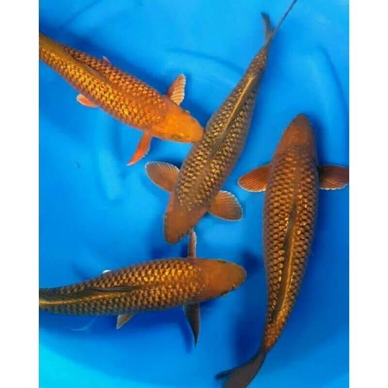 KOI CAGHOI METALIK SIZE 9-10CM ASLI BLITAR