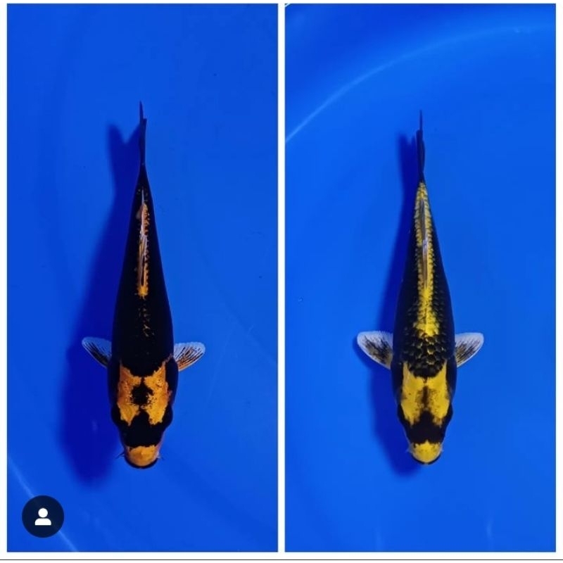 KOI KABUTO BUNDEL NON SLAYER ASLI BLITAR BARANG MURMER