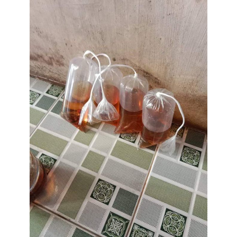 mainan anak-anak ikan-ikanan Guppy Albino Blonde Red