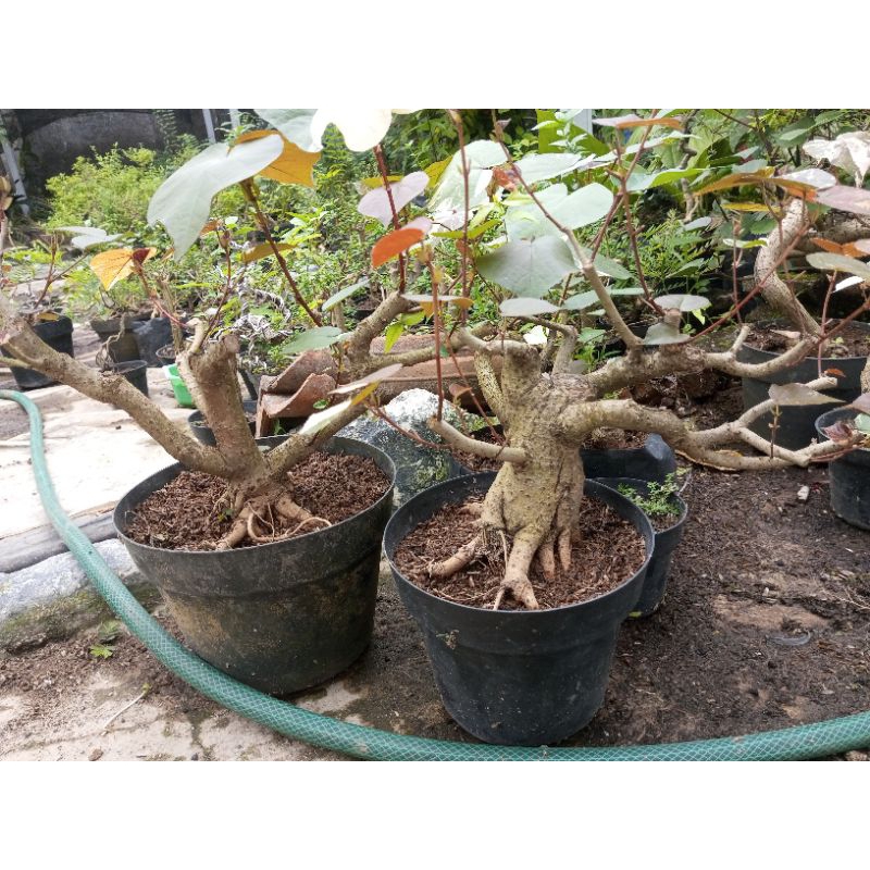 bahan_bonsai_waru_varigata_medium_prokar