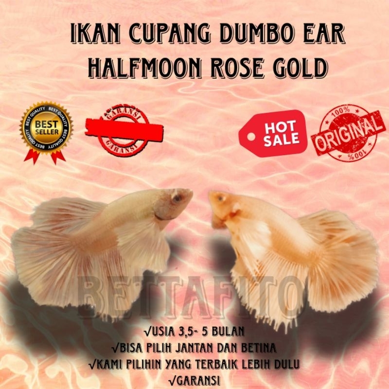 ikan cupang Dumbo ear halfmoon rose gold