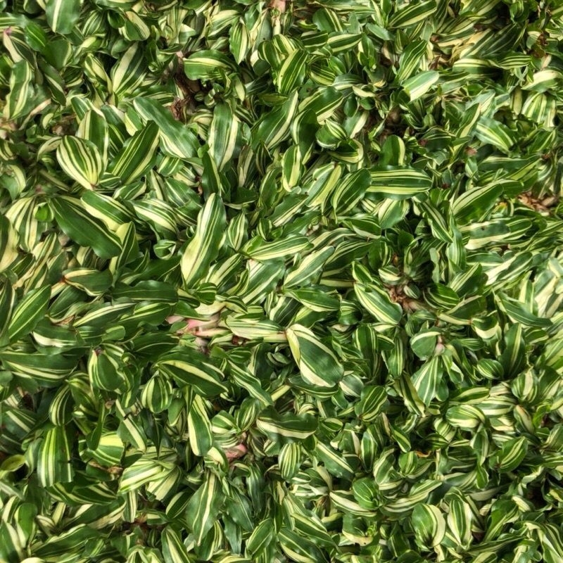 KEBUN DZAKI - Rumput Gajah Mini Varigata Ukuran 1x1 Meter