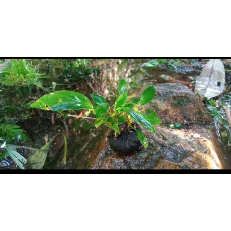anubias sp wabikusa//aquascape tanaman