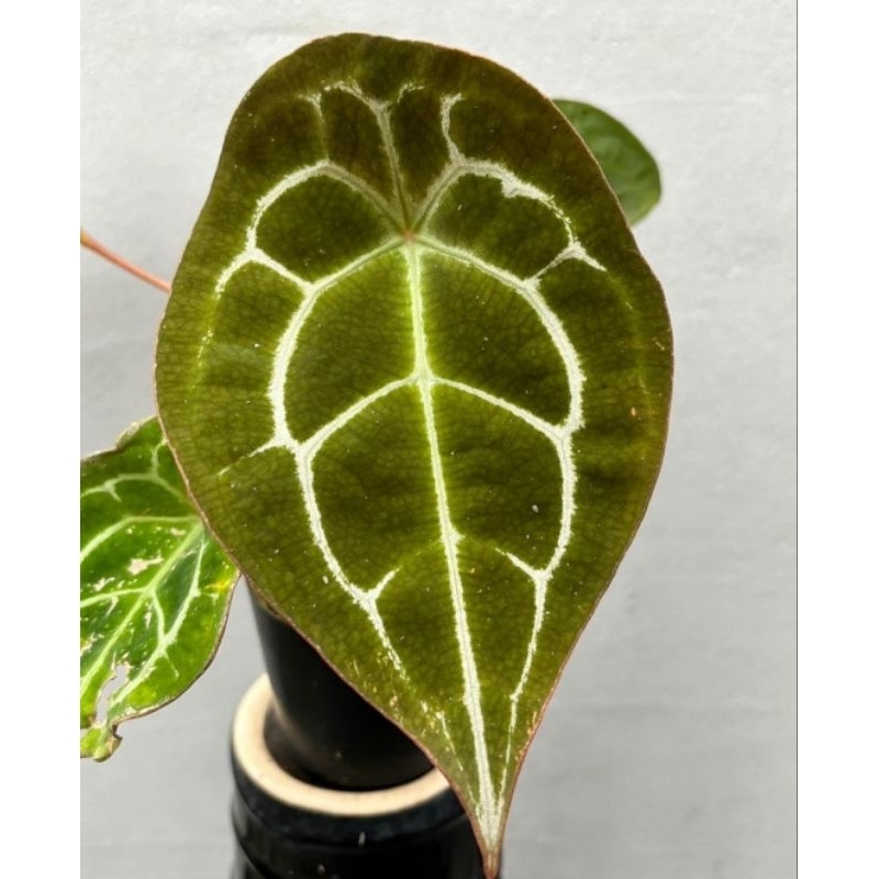 Anthurium Kuping Gajah Forgetii White Strip Kuping Gajah forgeti Benih utama pilihan terbaik