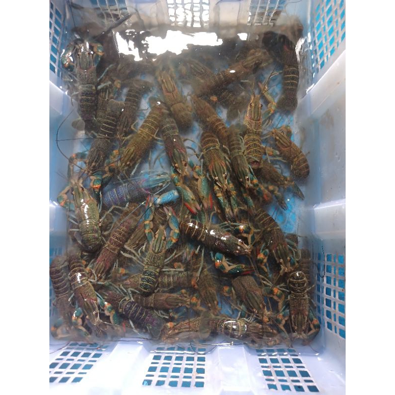 

Lobster air tawar untuk bibit jenis red claw