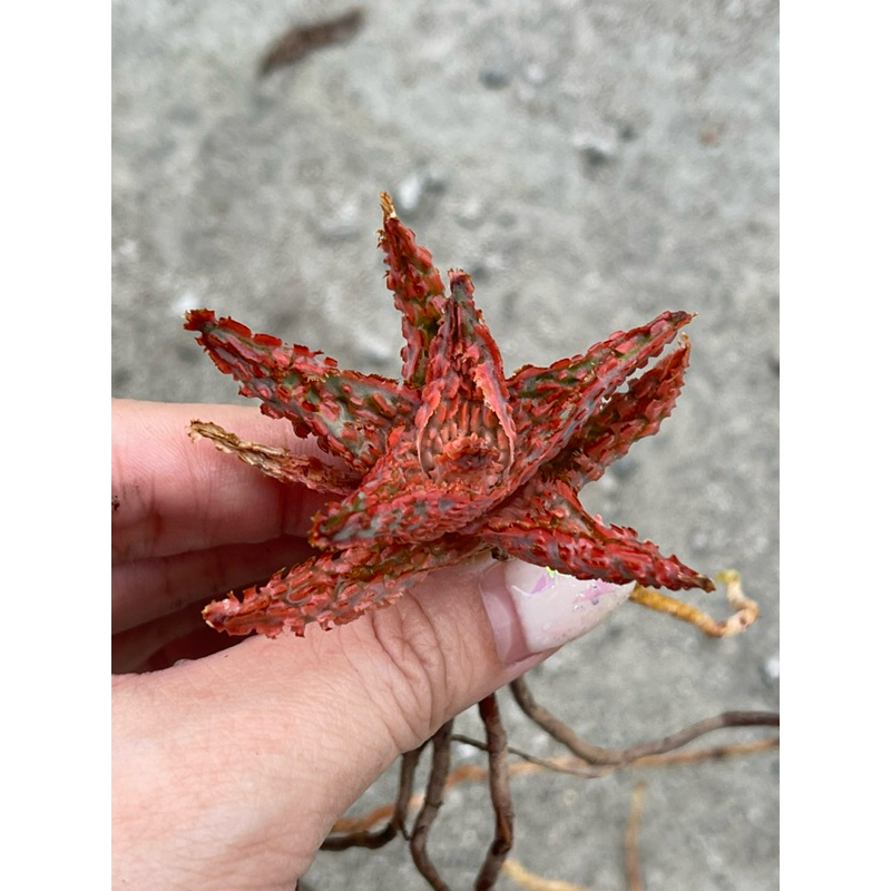 aloe TCT hybrid ex thailand (baby size)