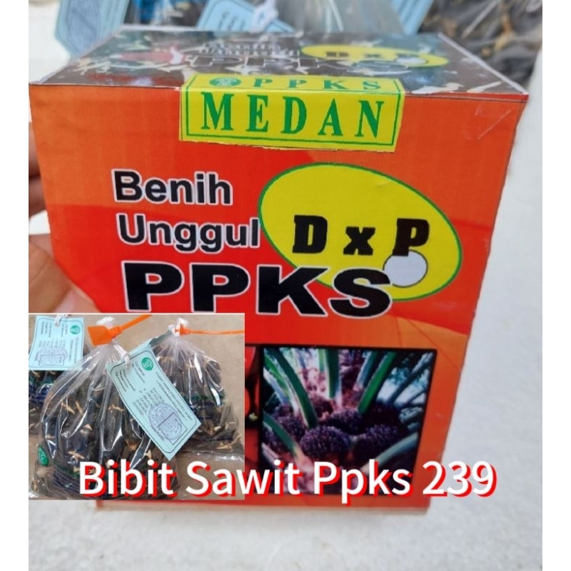 Bibit Sawit unggul Ppks 239 unggul