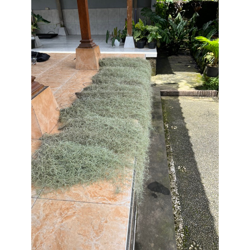 Jenggot musa / Spanish moss 90-100cm