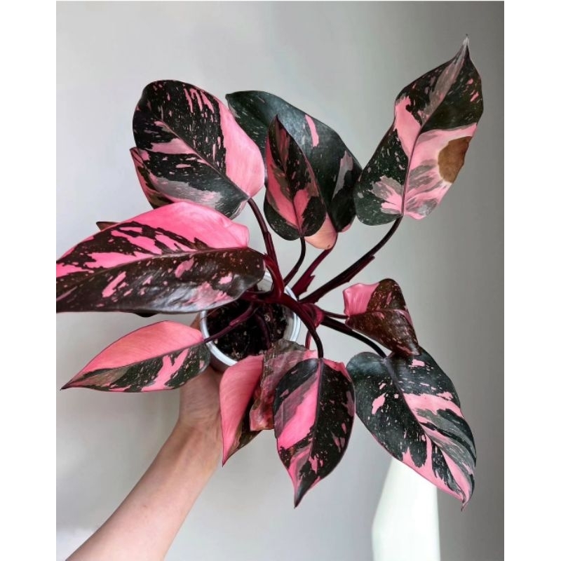 philodendron Princes Pink Congo Tanaman Hias Philodendron Pink Princes Congo Murah BUKAN BONGGOL Tan