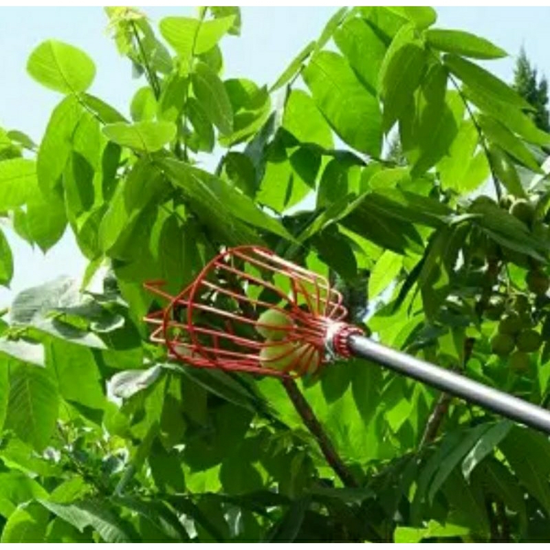 Galah Buah