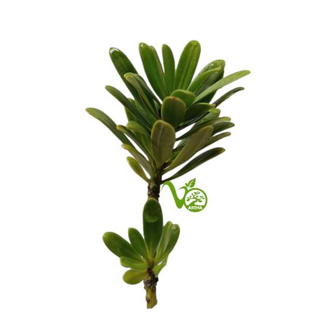 Lohansung Cincuan Entres/Potongan/Pucuk Stek