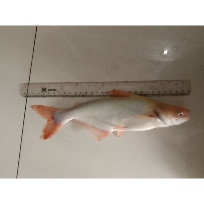 patin albino jumbo 20-25cm