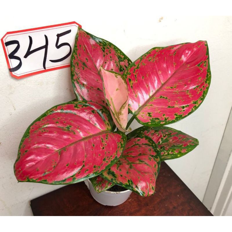 aglonema DUD red anjamani RIMBUN DAUN 6-7-8-9 (tanaman hidup-bunga AGLONEMA hidup Besar Rimbun murah