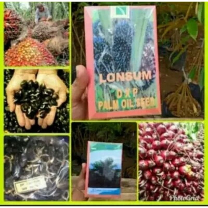 BIBIT BENIH BIJI KECAMABAH SAWIT DXP LONSUM BIOCIENSE LONDON SUMATRA