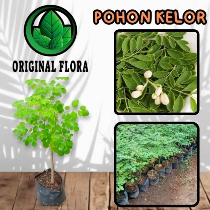 Bibit Daun Kelor Pohon Kelor Bibit Kelor