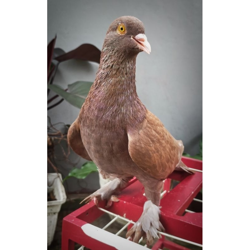 merpati kolong bebas trah juara