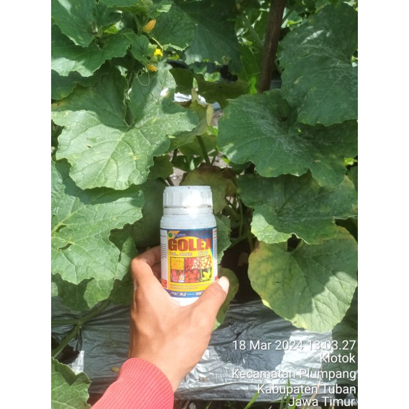 Fungisida GOLEK 250ec