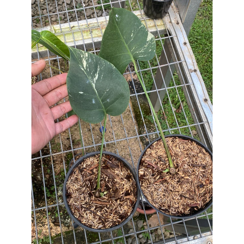 paketan monstera mint variegata