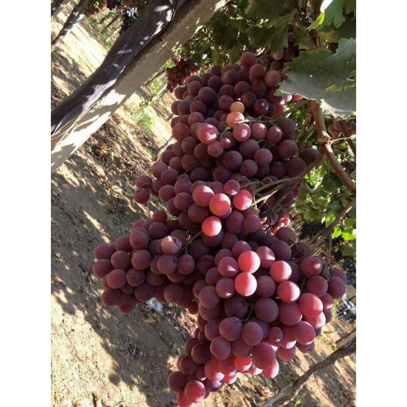 

Anggur ninel super kualitas terbaik beli 2 gratis 1 super manis dan genjah