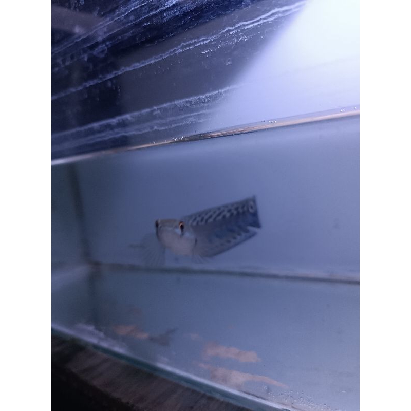 Maru batik progresan