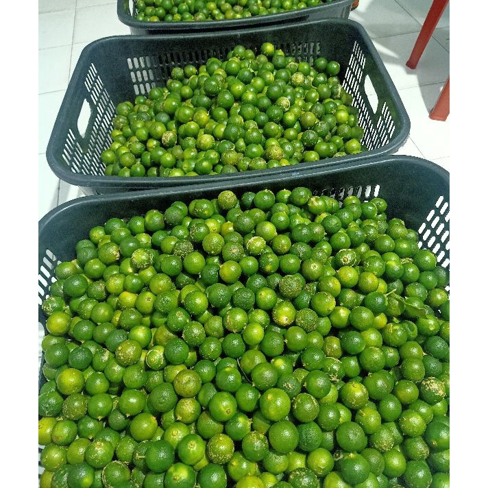 

GROSIR 1 kg Sonkit Jeruk Kasturi Kalamansi Lemon cui Jeruk Kunci