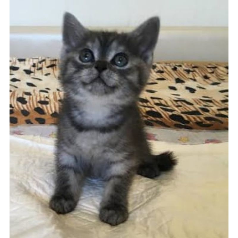 kucing kitten British Shorthair Abu tabby