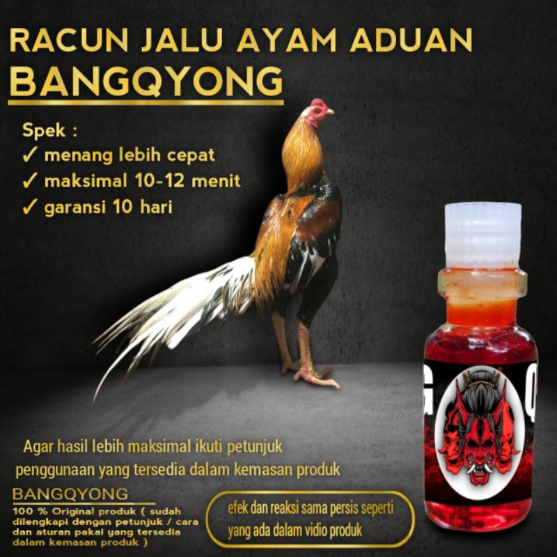 Ayam Bangkok Murah Racun Jalu doping jago tarung