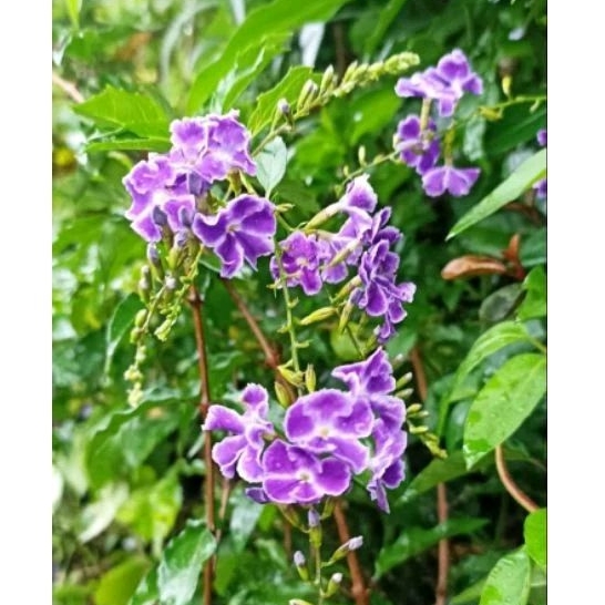 Duranta Erecta