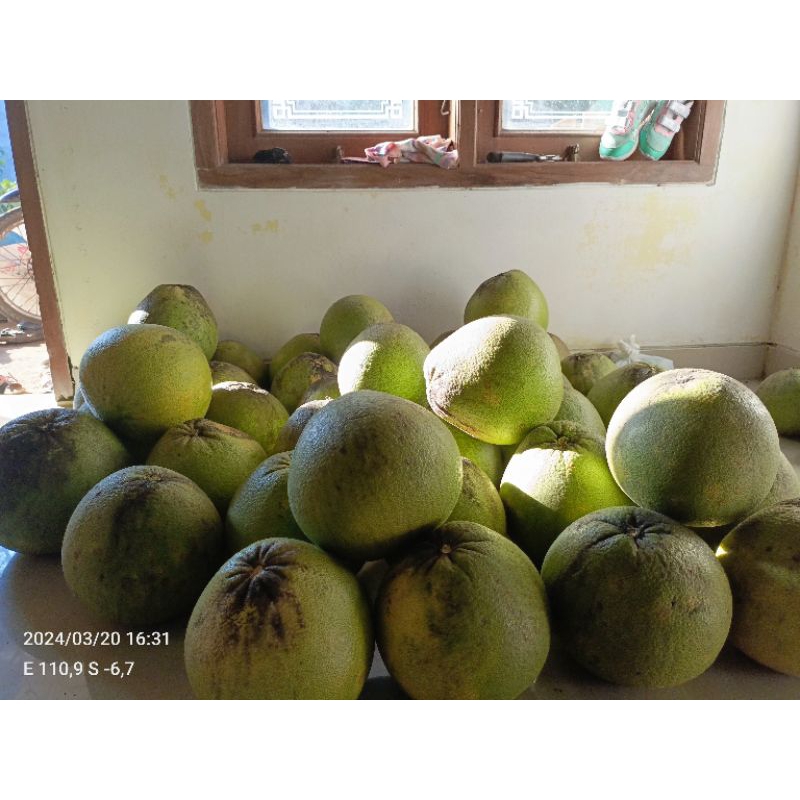 

Jeruk pamelo madu manis