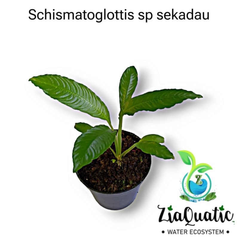 Schismatoglottis Sp Sekadau - Tanaman Hias Paludarium Terrarium Jungleplant Indoor/Outdoorplant