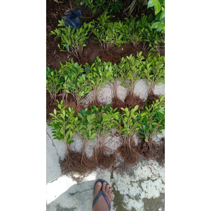 Bibit Kimeng rawatan 30cm subur tanaman hias dan bonsai