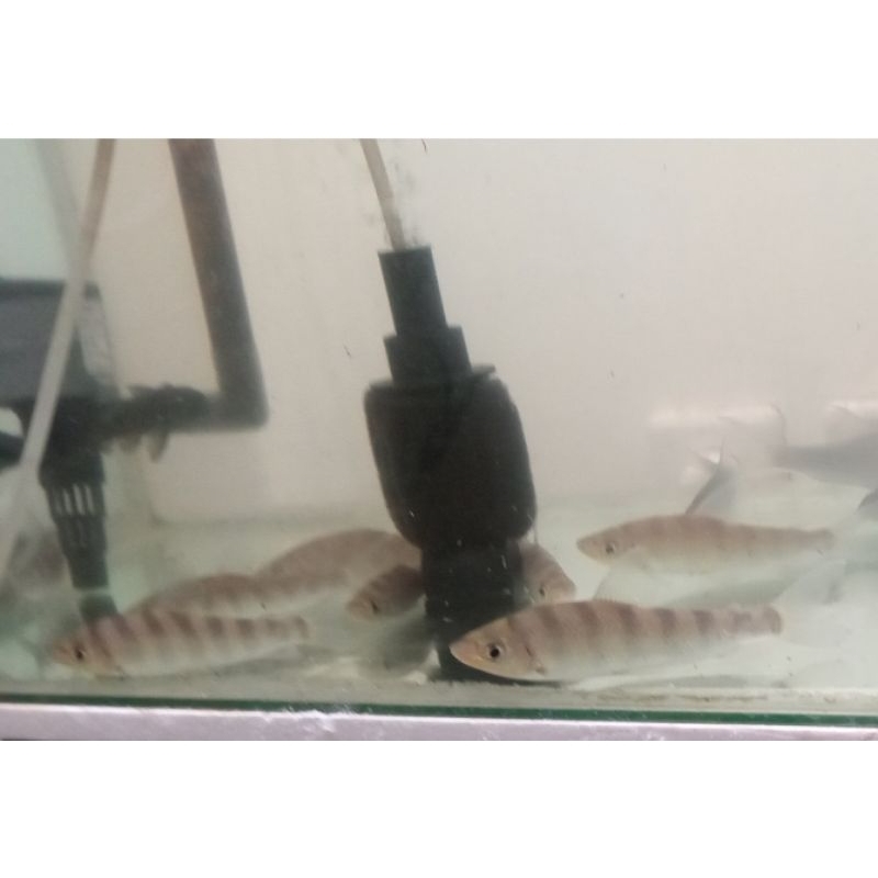 Ikan leporinus / kaos kaki jumbo