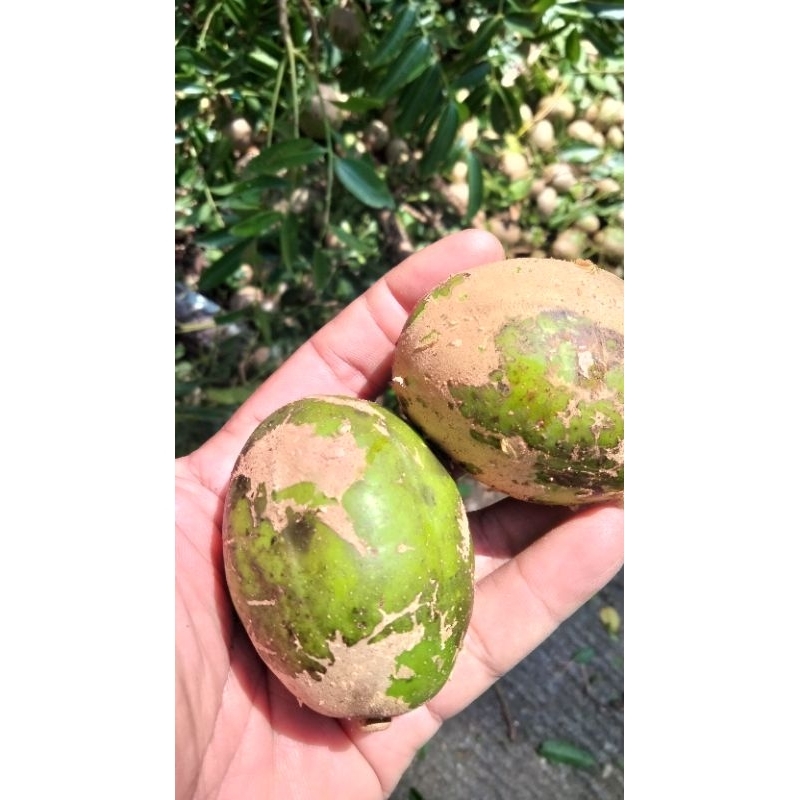 

Buah kedondong segar 1kg