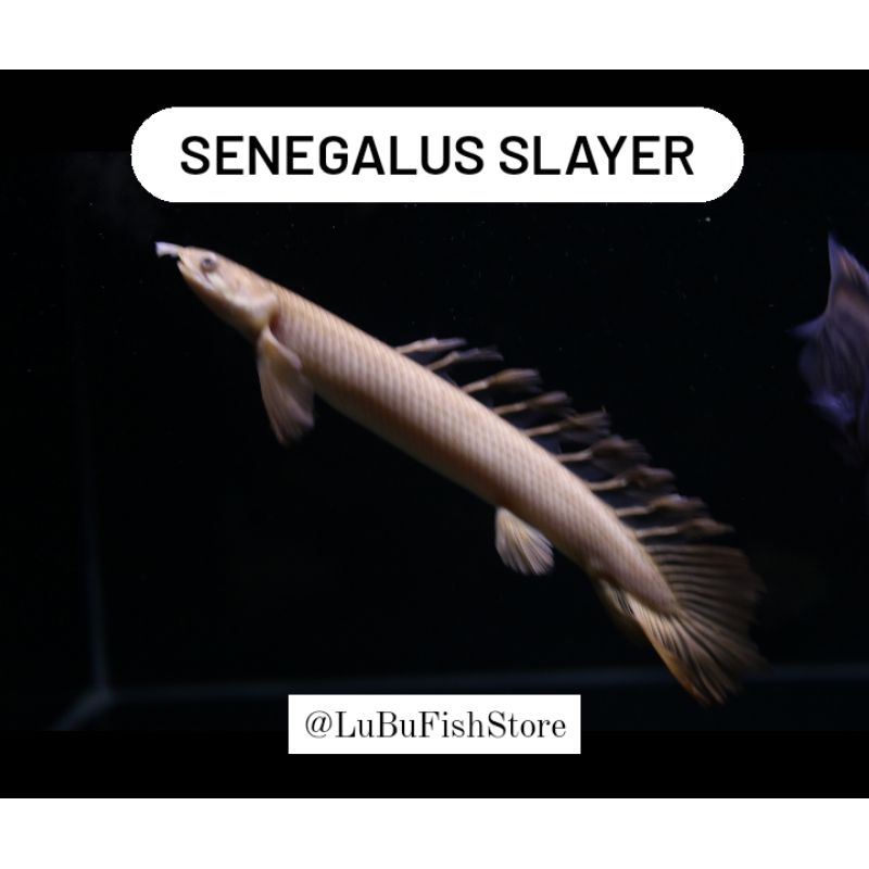 Aksesoris Aquarium Palmas Senegalus Slayer Grey Slayer