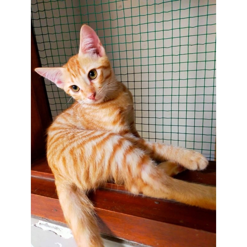 Jual Kucing peranakan lokal dan Persia 2,5 bulan