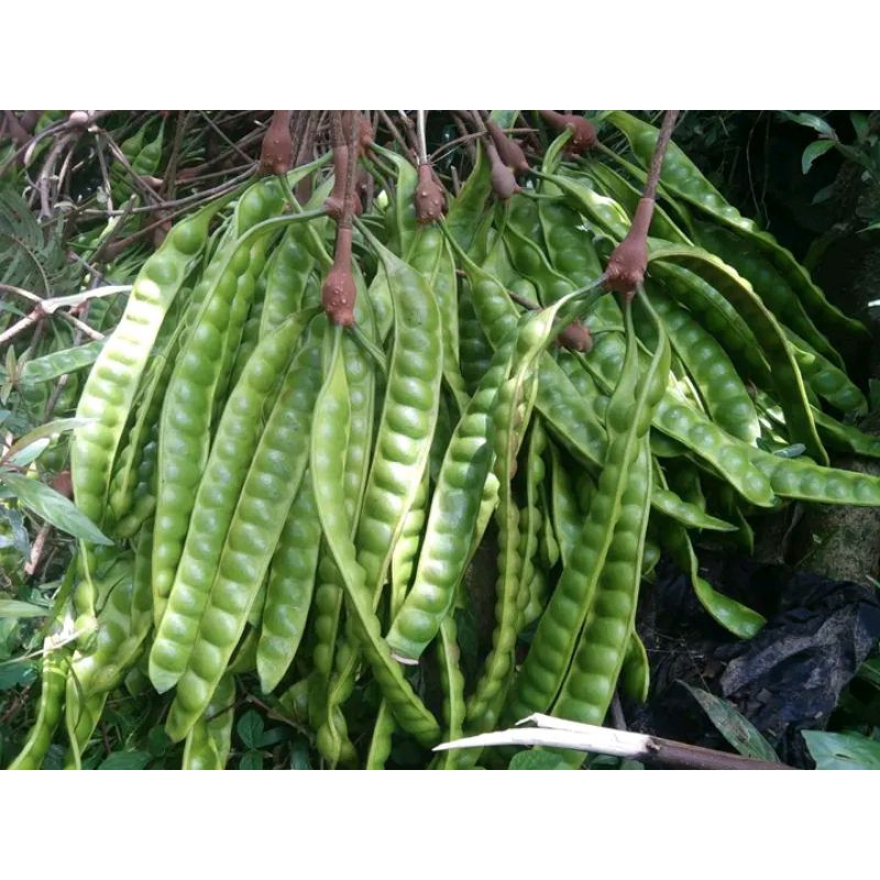 

Pete/peteuy muda tua 20.000 dapet 14 papan