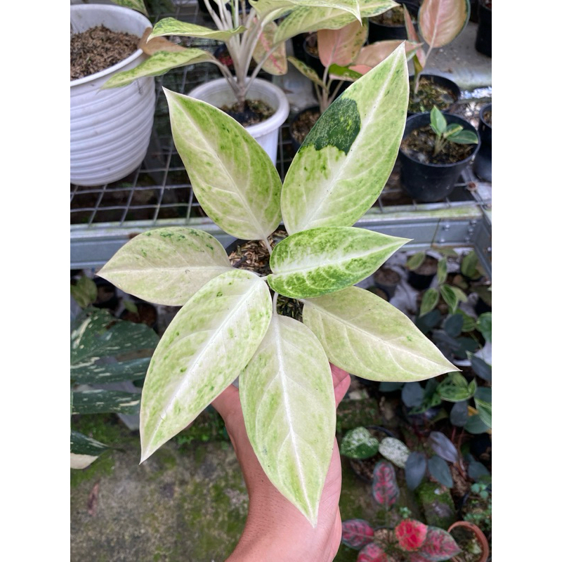 aglonema bigroy white - bigroy putih