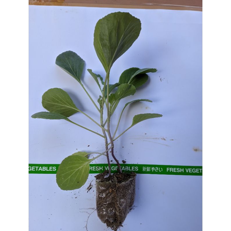 PETANI MAKMUR - Bibit Kubis Kol Siap Tanam