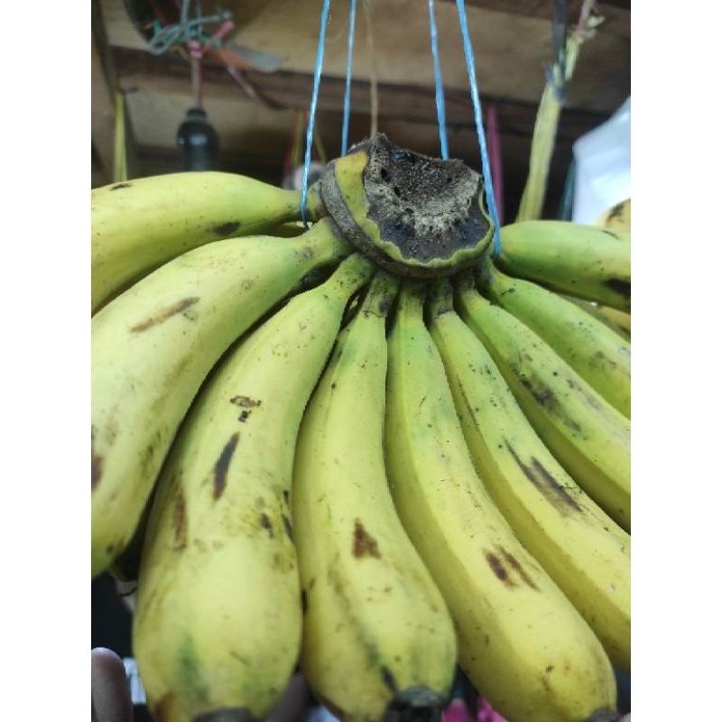 

PISANG MEDAN / BARANGAN 1 SISIR / JAMIN SEGAR